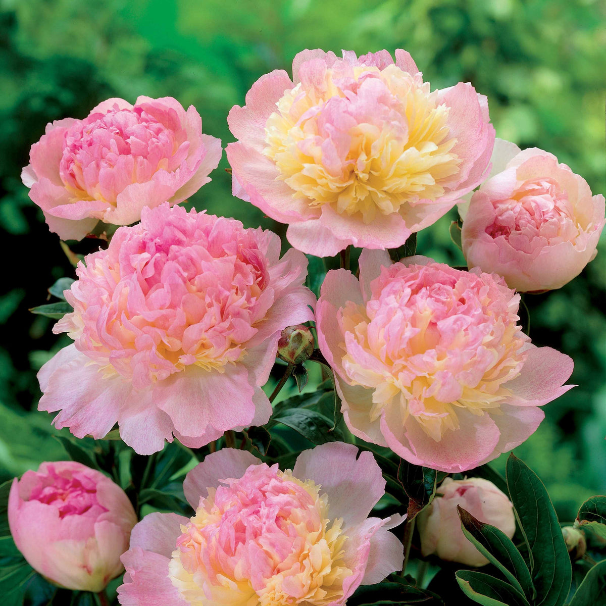 Verkauf Pfingstrose Raspberry Sundae - Paeonia lactiflora Raspberry Sundae