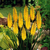 Fackellilie gelb (x3) - Kniphofia sunningdale gold - Gartenpflanzen