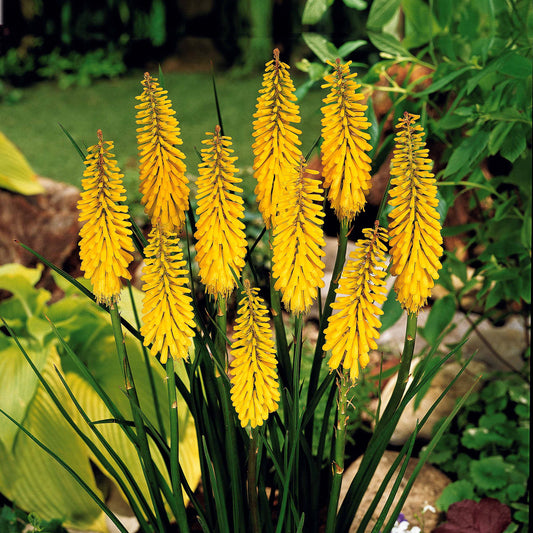 Fackellilie gelb (x3) - Kniphofia sunningdale gold - Gartenpflanzen