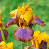 Deutsche Schwertlilie Brown Lasso (x2) - Iris germanica brown lasso - Gartenpflanzen