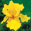 Deutsche Schwertlilie Sangreal (x2) - Iris germanica sangreal - Gartenpflanzen