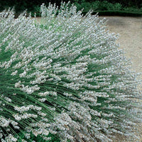Weißer Lavendel (x2) - Lavandula angustifolia alba - Gartenpflanzen