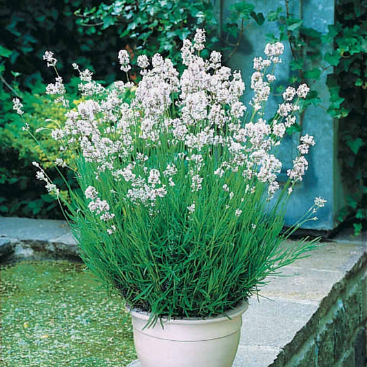 Weißer Lavendel - Lavandula angustifolia alba - Gartenpflanzen