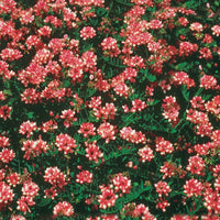 Bunte Kronwicke (x2) - Coronilla varia - Gartenpflanzen