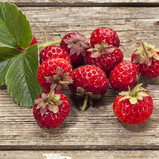 Erdbeere Framberry ® (x2) - Bakker