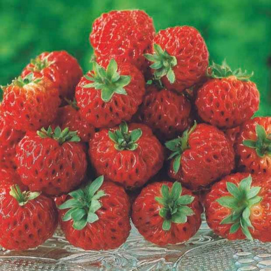 Erdbeere Framberry ® - Fragaria framberry® - Obst