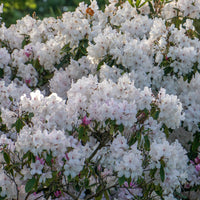 Alpenrose Cunningham's White - Rhododendron cunningham's white - Gartenpflanzen