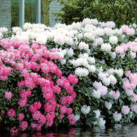 Alpenrose Cunningham's White - Rhododendron cunningham's white - Sträucher und Stauden