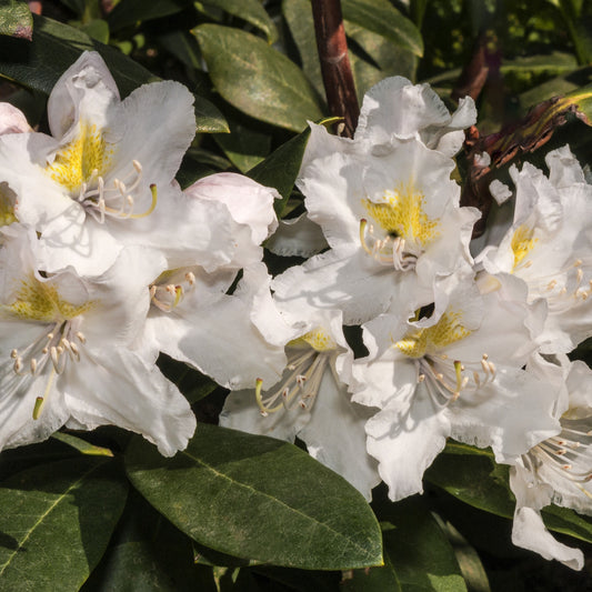 Alpenrose Cunningham's White - Rhododendron cunningham's white - Sträucher