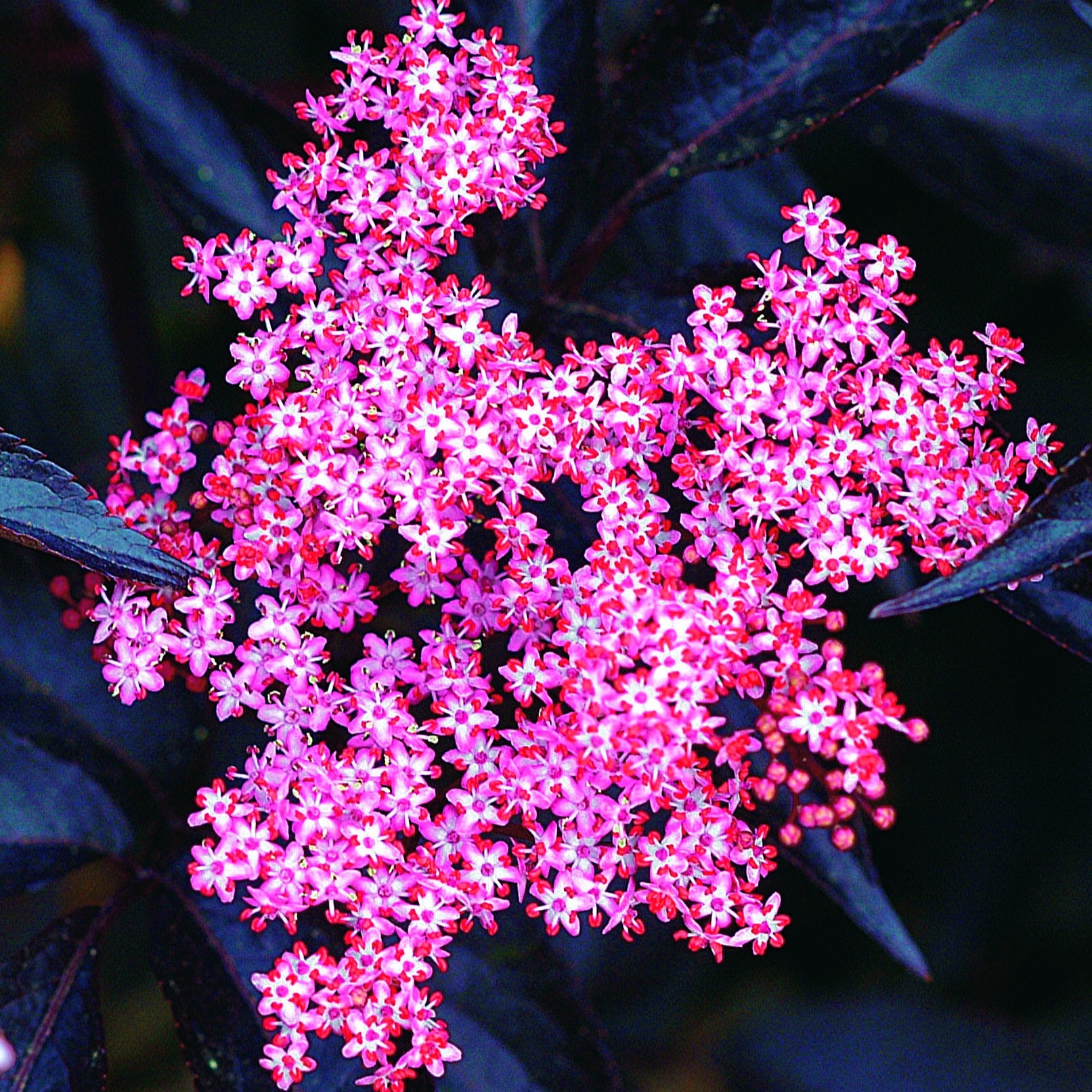 Schwarzer Holunder - Sambucus nigra thundercloud - Sträucher und Stauden