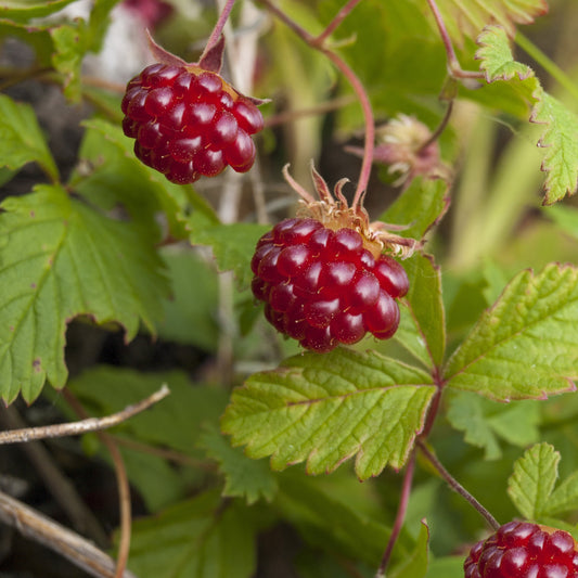 Allackerbeere - Rubus arcticus - Obst