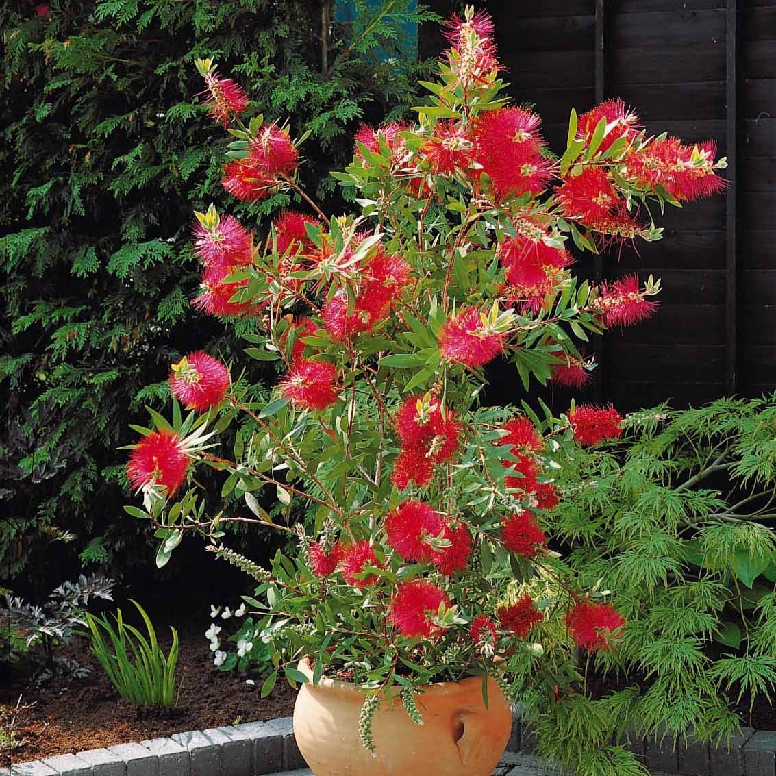 Callistemon Laevis – Karminroter Zylinderputzer Als Kübelpflanze, 40-60 Cm Hoch, Blüten Wie Flaschenbürsten, Sonnenhungrig & Winterfest Einlagern – Australisches Flair Für Balkon & Terrasse Callistemon Laevis – Karminroter Zylinderputzer Als Kübelpflanze, 40-60 Cm Hoch, Blüten Wie Flaschenbürsten, Sonnenhungrig & Winterfest Einlagern – Australisches Flair Für Balkon & Terrasse