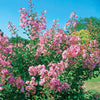 Flieder des Südens Petit Pink - Lagerstroemia indica petit pink - Sträucher