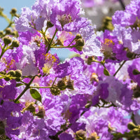 Kreppmyrte violett - Lagerstroemia indica Lafayette
