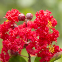 Lagerströmie rot - Lagerstroemia indica Red Imperator