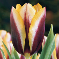 Tulpe 'Gavota' (x10) - Tulipa gavota - Blumenzwiebeln