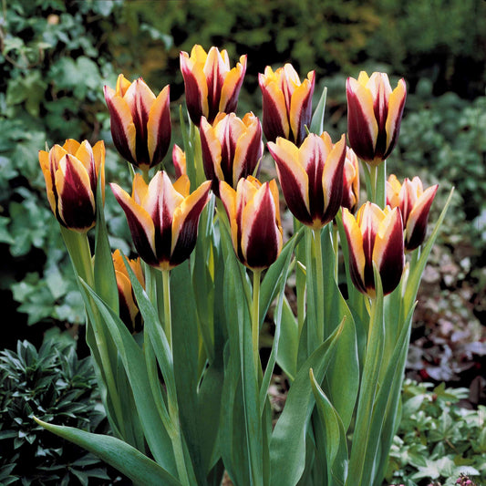 Tulpe 'Gavota' (x10) - Tulipa gavota - Tulpen