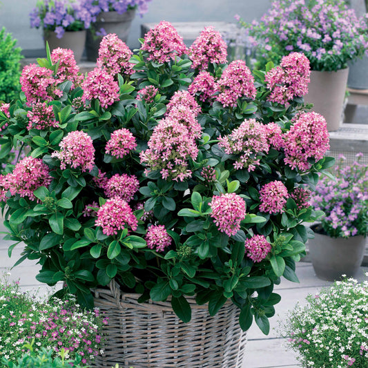 Andenstrauch Pink Elle - Escallonia laevis Pink Elle - Terrasse balkon