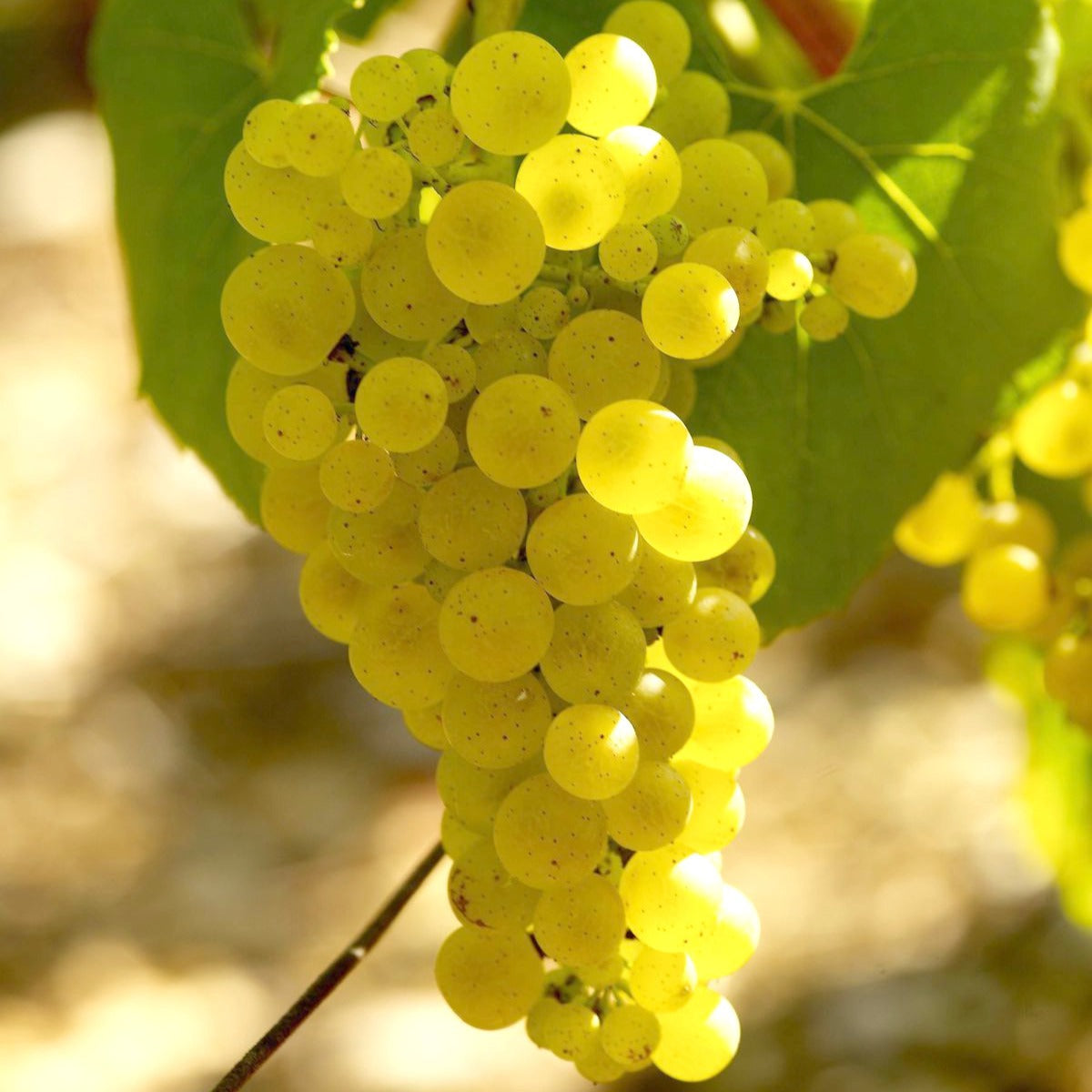 Weinrebe Chardonnay - Vitis vinifera chardonnay - Obst