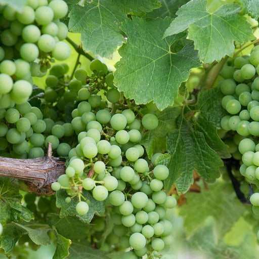 Weinrebe Chardonnay - Bakker