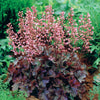 Purpurglöckchen Cassis - Heuchera - Gartenpflanzen