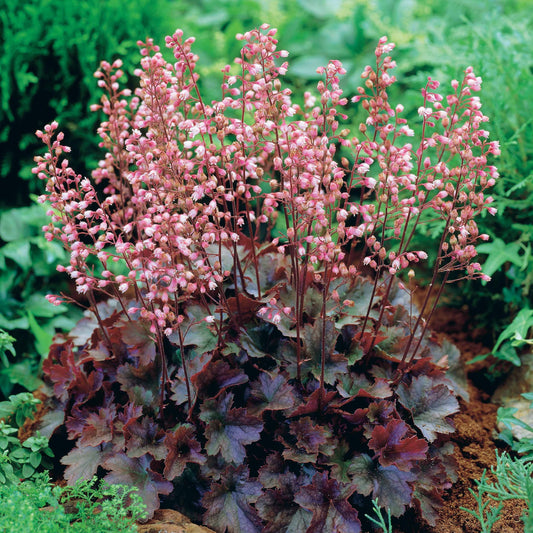 Purpurglöckchen Cassis - Heuchera - Gartenpflanzen