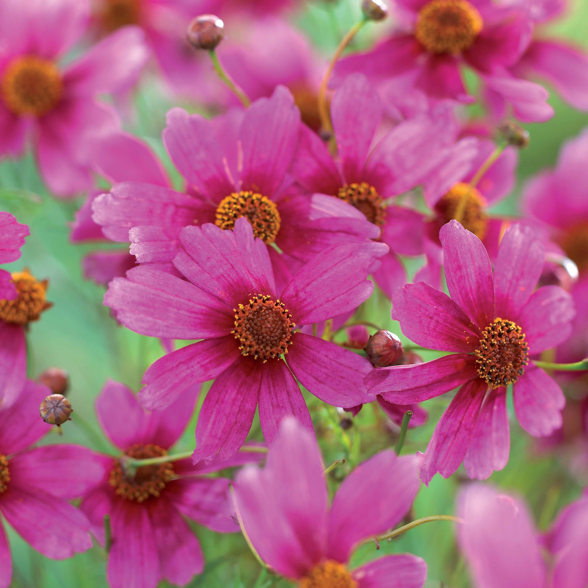 Rosa Coreopsis Heaven's gate - Coreopsis rosea heaven's gate - Gartenpflanzen