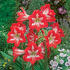 Garten-Amaryllis Sonatini Eye Catcher (x3) - Bakker