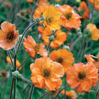 Nelkenwurz - Geum totally tangerine - Gartenpflanzen