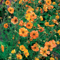 Nelkenwurz - Geum totally tangerine - Stauden