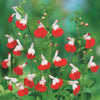 Salbei Hot Lips (x2) - Salvia microphylla hotlips (grahamii) - Gartenpflanzen