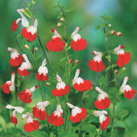 Salbei Hot Lips - Salvia microphylla hotlips (grahamii) - Gartenpflanzen
