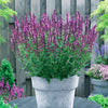 Salbei Friesland Pink (x3) - Salvia nemorosa friesland pink - Gartenpflanzen