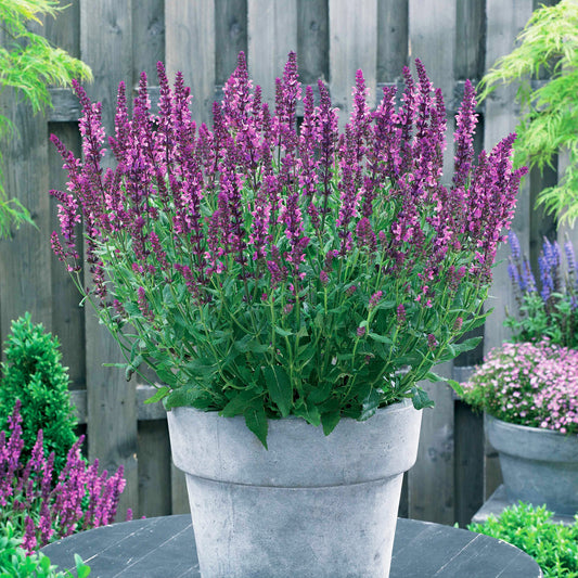 Salbei Friesland Pink (x3) - Bakker