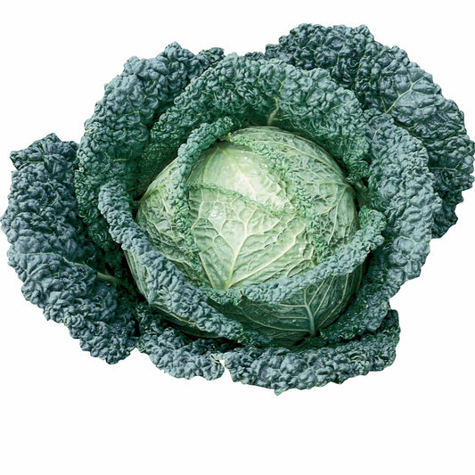 Wirsingkohl Capriccio F1 - Brassica oleracea sabauda capriccio f1 - Gemüsegarten