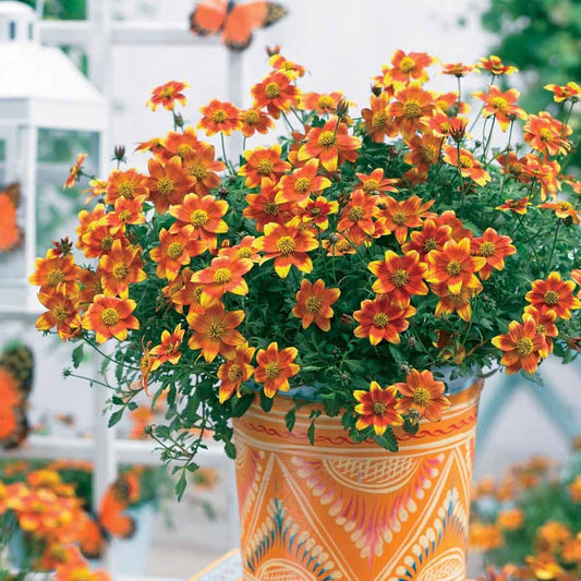 Bidens rot orange (x3) - Bakker