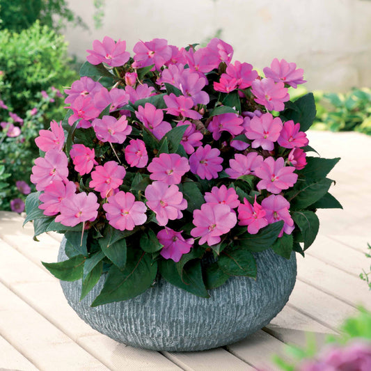 Sunpatiens Lilarosa (x3) - Bakker