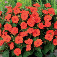 Sunpatiens orange (x3) - Sunpatiens - Gartenpflanzen