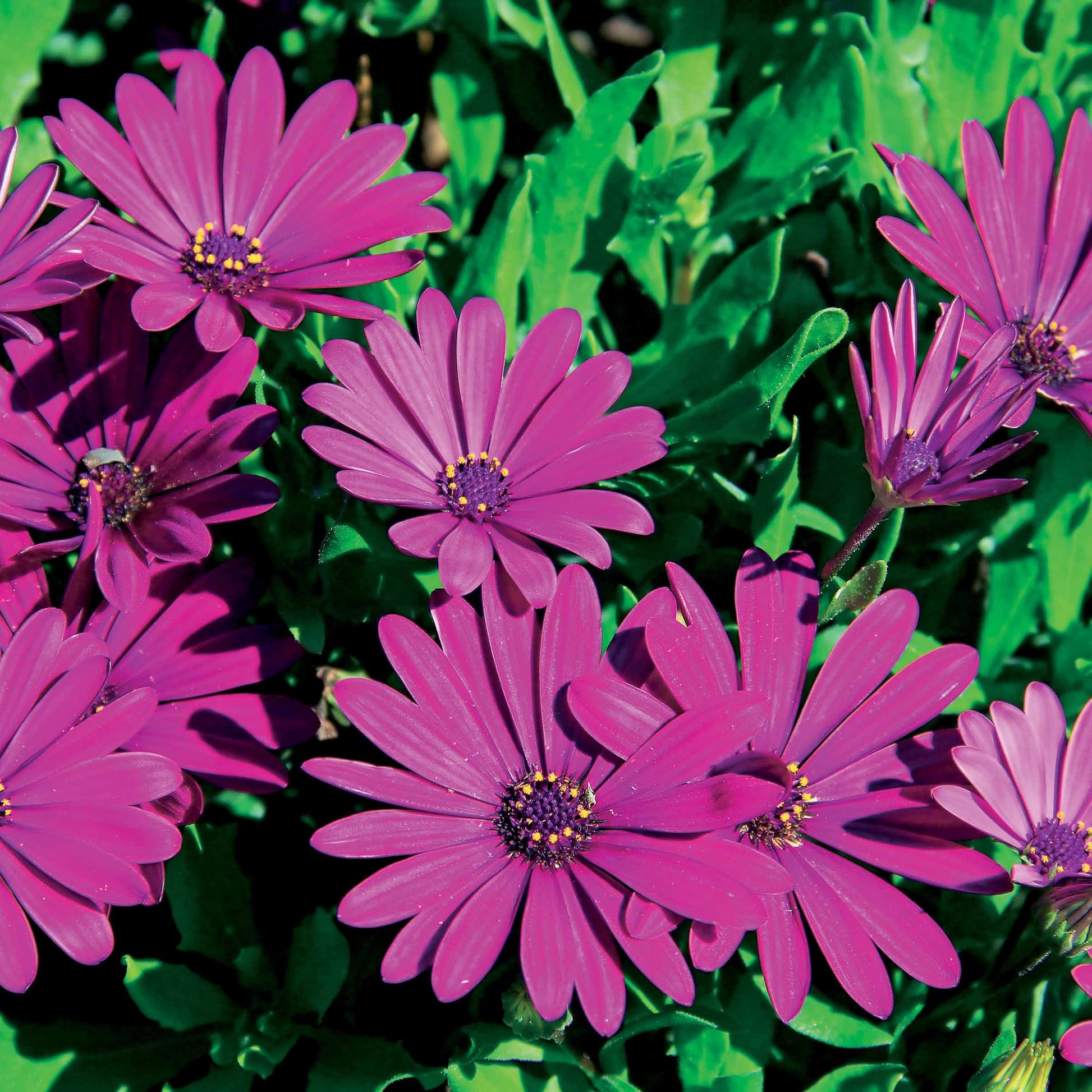 Purpurne Kapmargeriten (x3) - Osteospermum margarita purple - Beetpflanzen