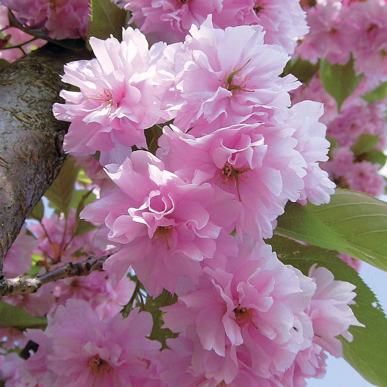 Japanische Blütenkirsche Kanzan - Prunus serrulata kanzan - Japanische Zierkirsche – Prunus