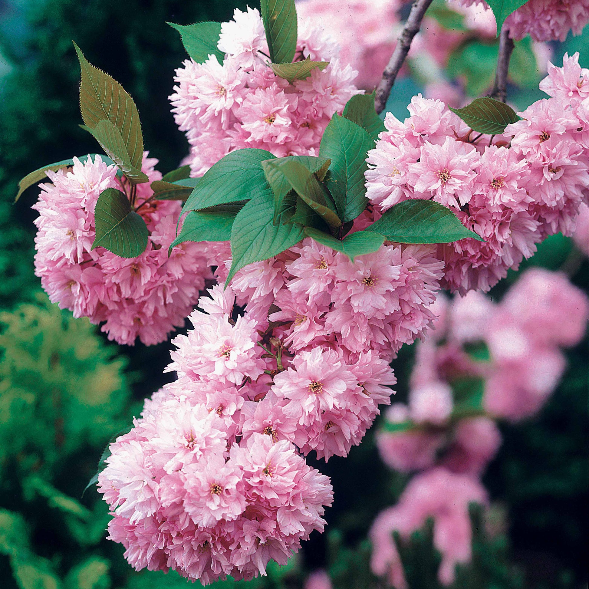 Japanische Blütenkirsche Kanzan - Prunus serrulata kanzan - Bäume