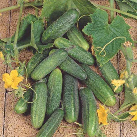 Cornichon Hokus - Bakker