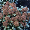 Japanische Skimmie - Skimmia japonica - Pflanzeneigenschaften