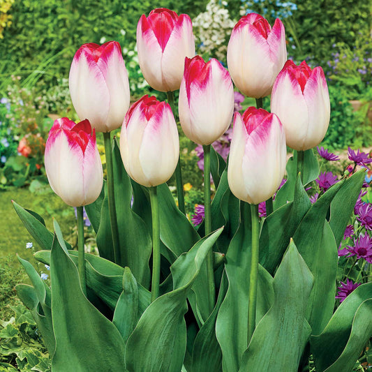 Triumph Tulpe 'Supri Erotic' (x10) - Tulipa supri erotic - Blumenzwiebeln