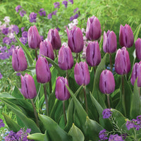 Triumph Tulpe 'Blue Beauty' (x10) - Tulipa triomphe blue beauty - Blumenzwiebeln