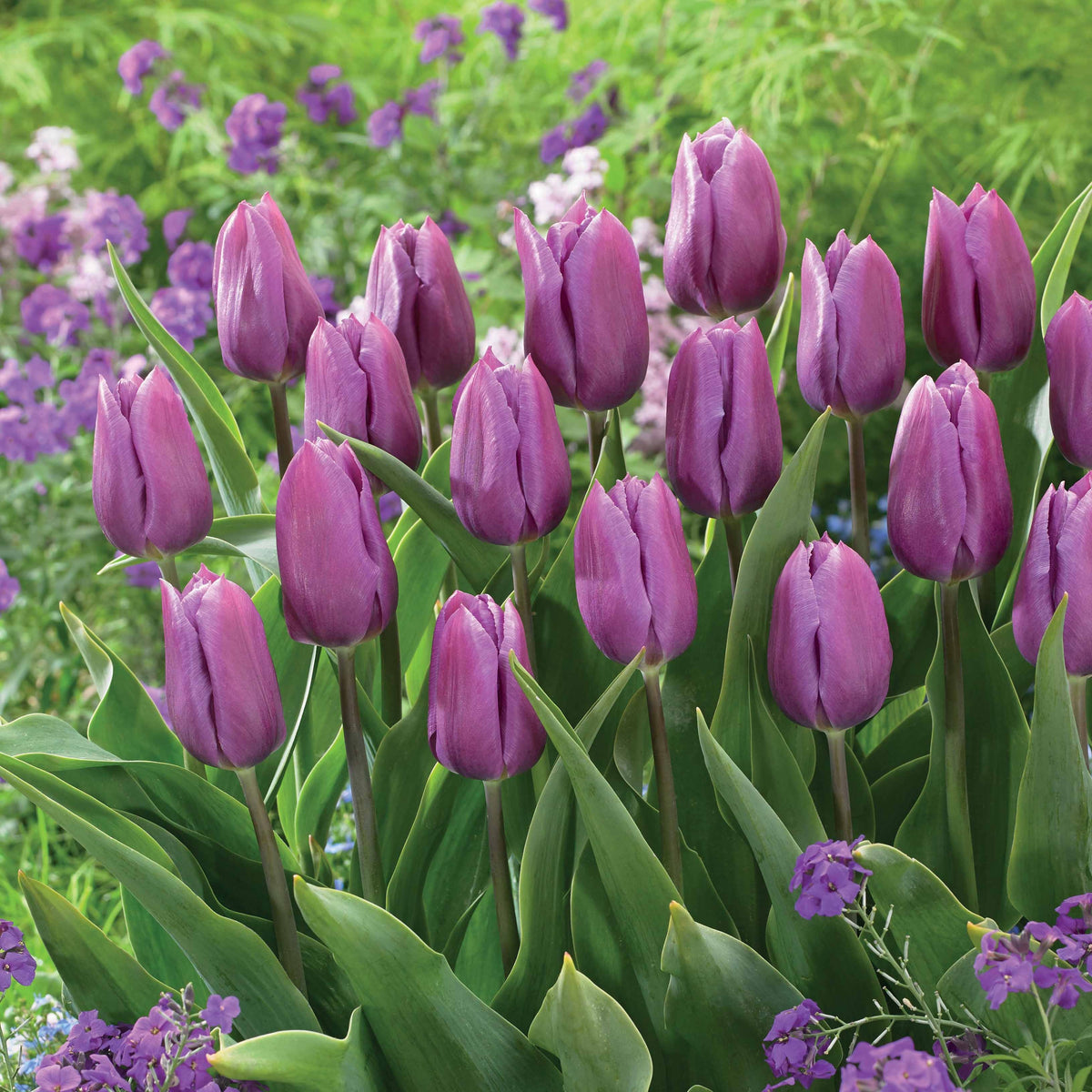Triumph Tulpe 'Blue Beauty' (x10) - Bakker