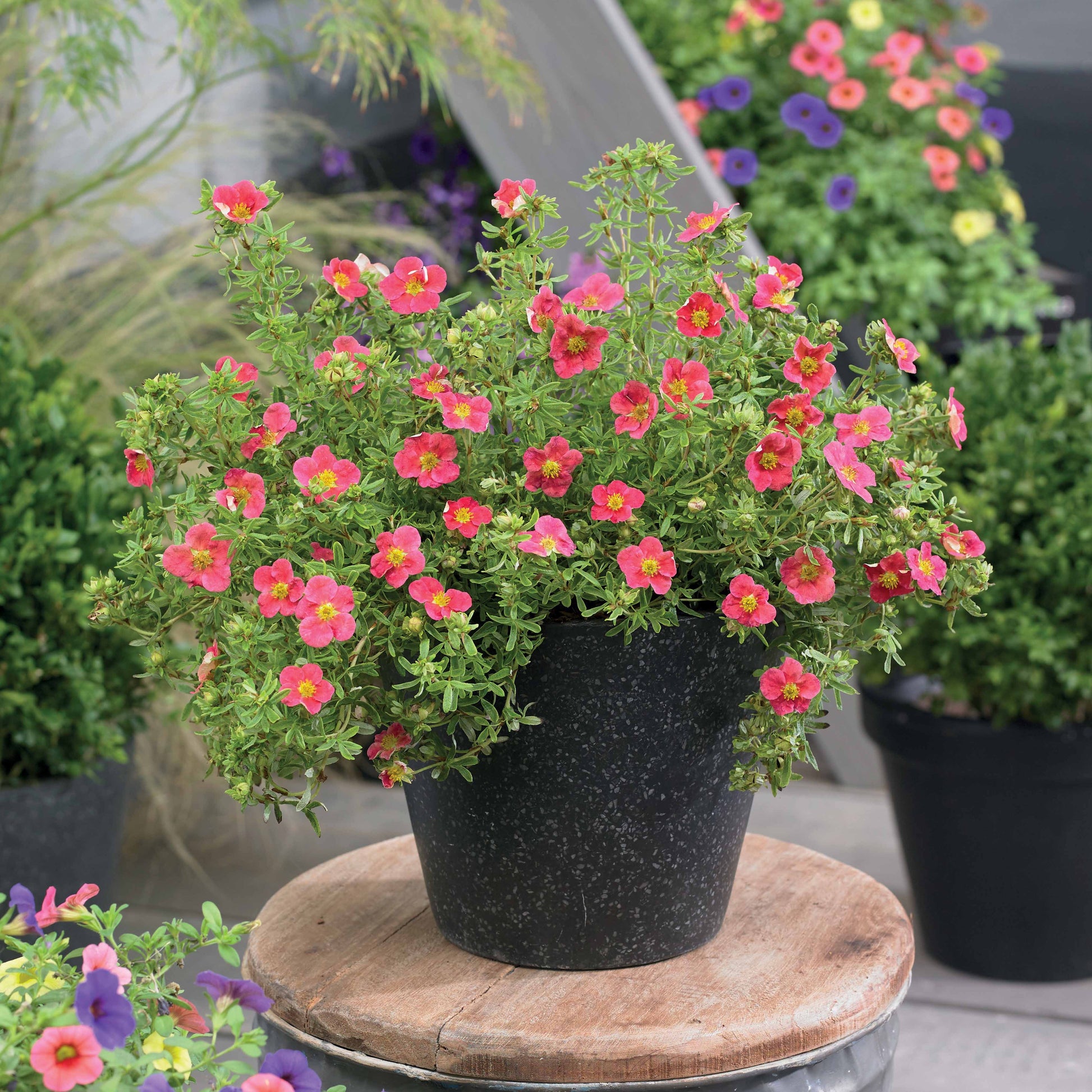 Fingerstrauch Danny Boy - Potentilla fruticosa danny boy
