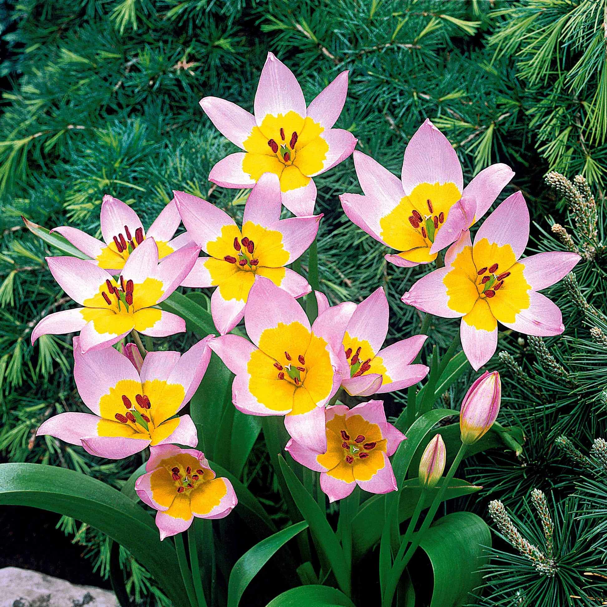 Wildtulpen bakeri Lilac Wonder (x10) - Tulipa lilac wonder - Blumenzwiebeln