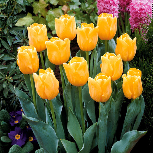 Langstielige Tulpe gelb (x5) - Tulipa - Blumenzwiebeln