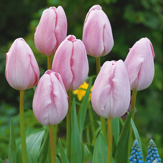 Langstielige Tulpe rosa (x5) - Tulipa - Blumenzwiebeln